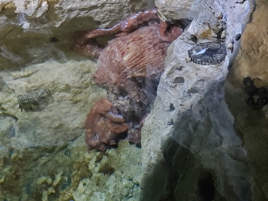 San Antonio Aquarium-圣安东尼奥市必去景点