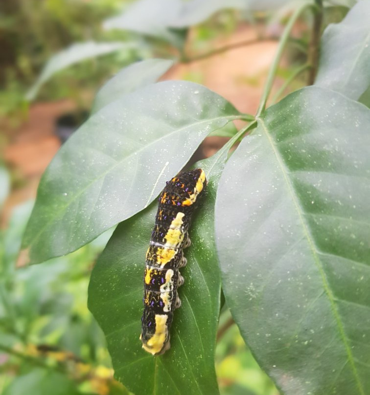 Bio Centro Iguazu景点图片