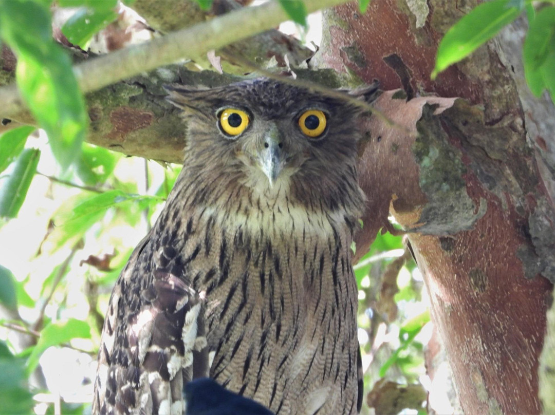 Wilpattu Tree House Hotel主图