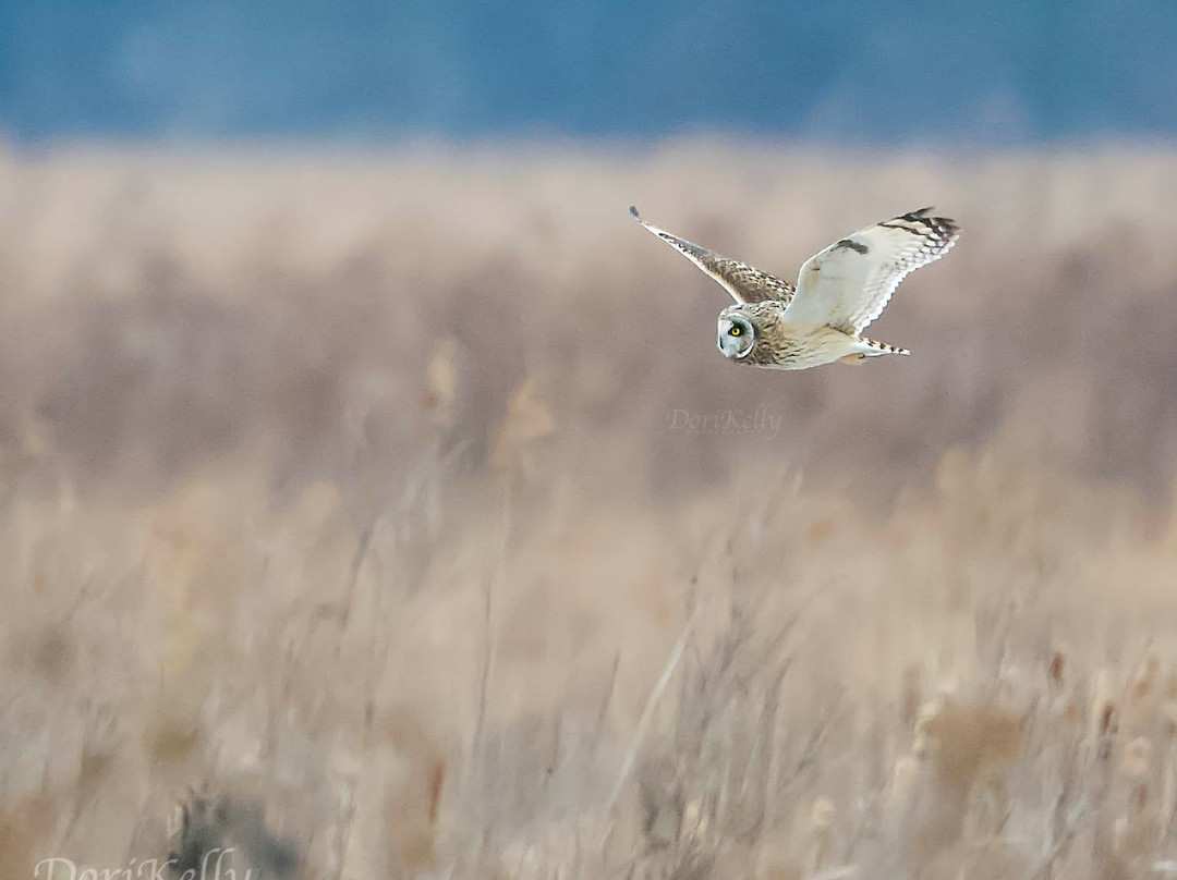 Serene Vista Spa Bed & Breakfast主图