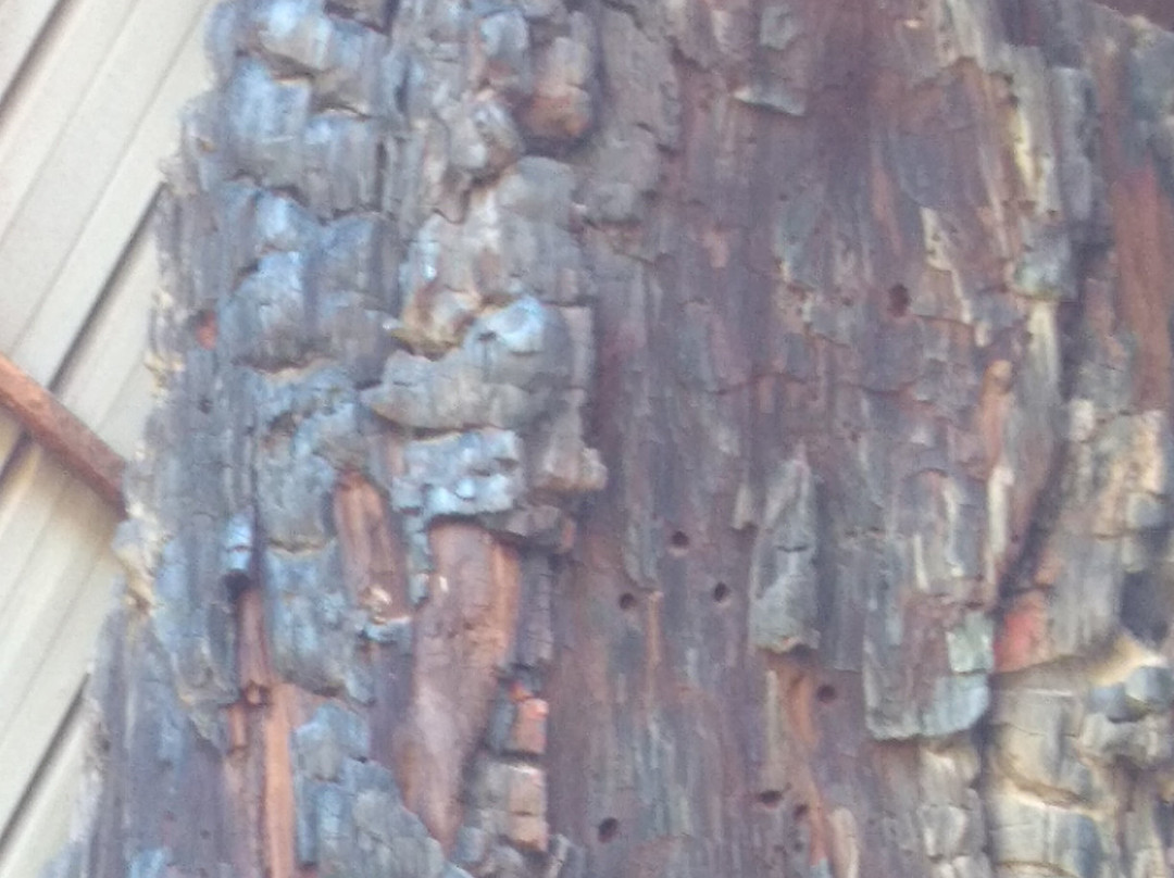 Foresta Fossile-Avigliano Umbro必去景点