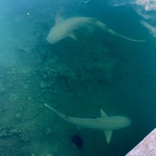 莫雷阿岛里那威海滩度假酒店主图