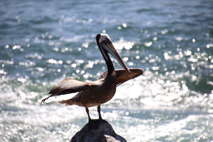 Playa El Quisco景点图片