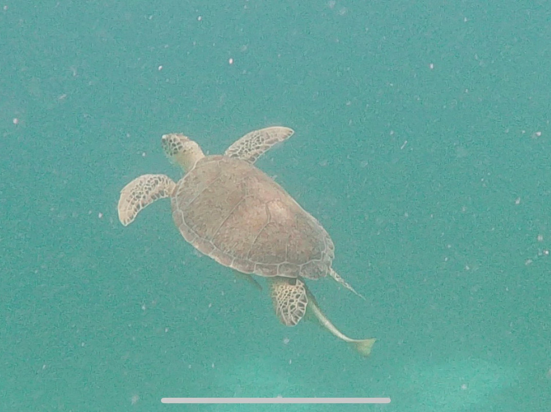 Tamarindo Estates Beach Apartments主图