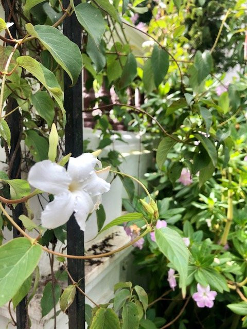 Hacienda Cusin主图