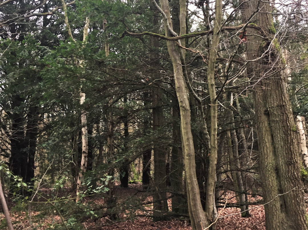 Orlestone Forest Nature Reserve-Warehorne必去景点