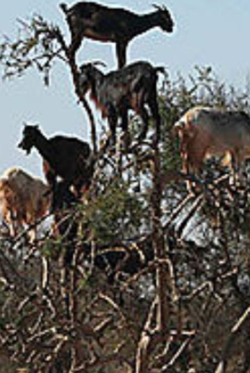 Taxi Marrakech Essaouira-索维拉必去景点