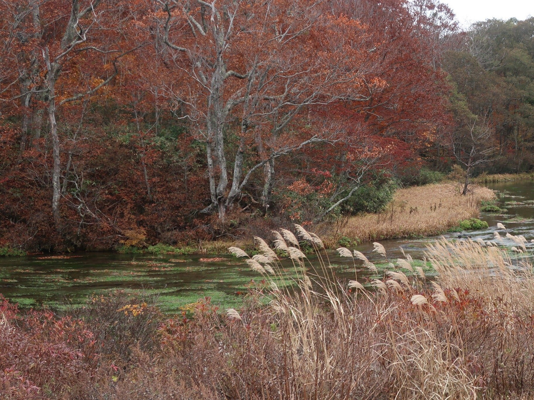 Gudari Swamp-青森市必去景点