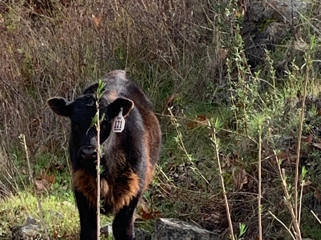 Coyote Lake Harvey Bear Ranch County Park-吉尔罗伊必去景点