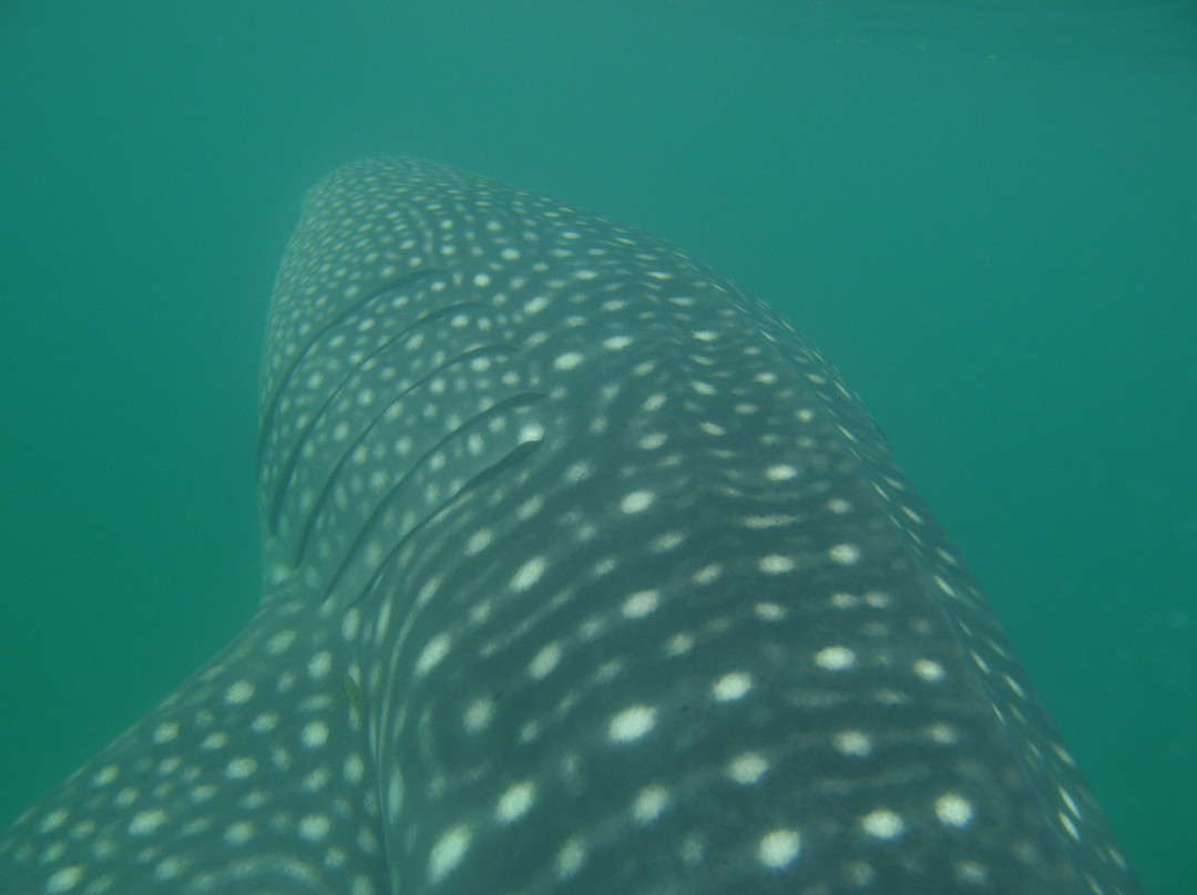 Kitu Kiblu: Responsible Marine Encounters-马菲亚岛必去景点