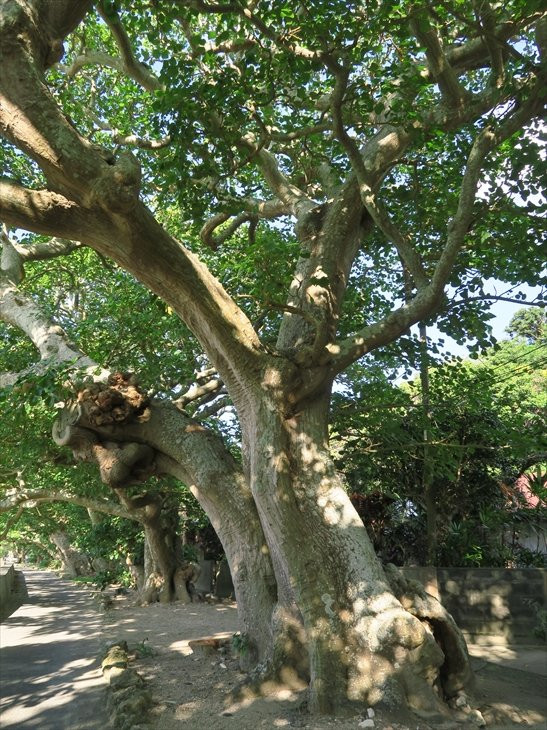 Shodon Deigo Trees景点图片