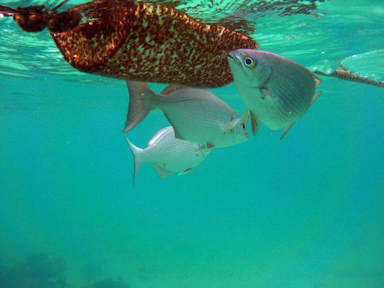 Centro Ecologico Akumal-艾库玛尔必去景点