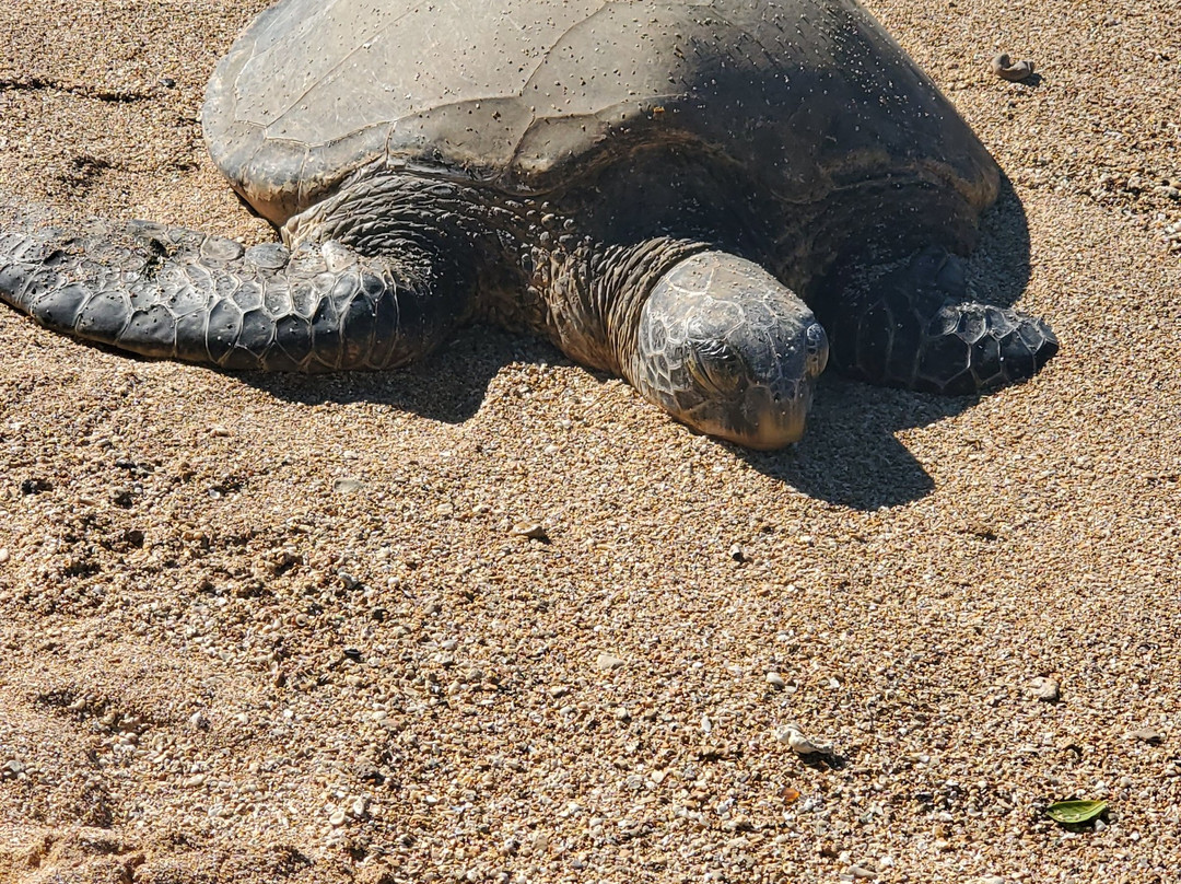 Aloha Trikke-火奴鲁鲁必去景点