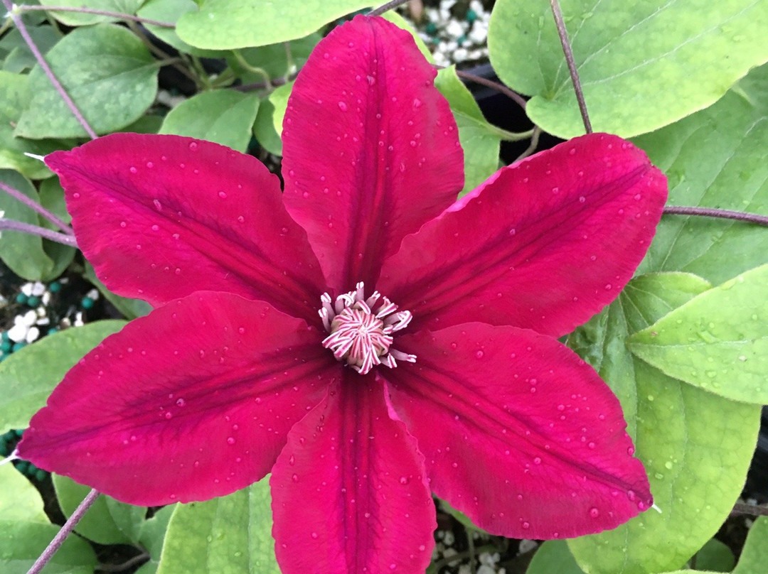 Donahue's Greenhouse-法里博必去景点