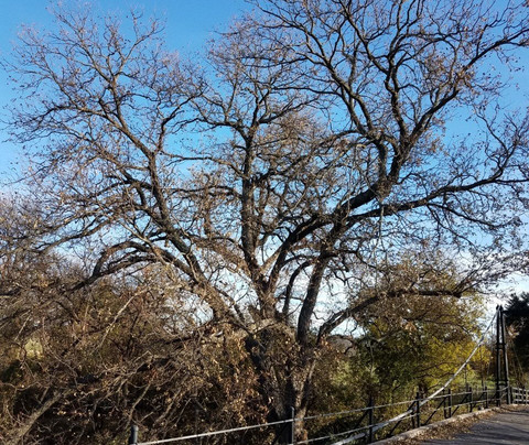 Beveridge Bridge-San Saba必去景点