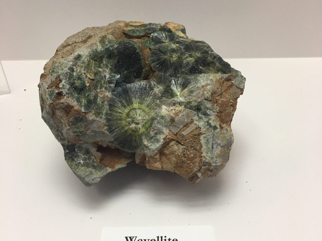 Alabama Museum of Natural History-塔斯卡卢萨县必去景点