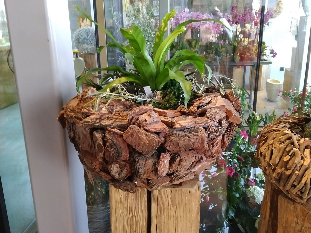 Edelweiss fiori景点图片