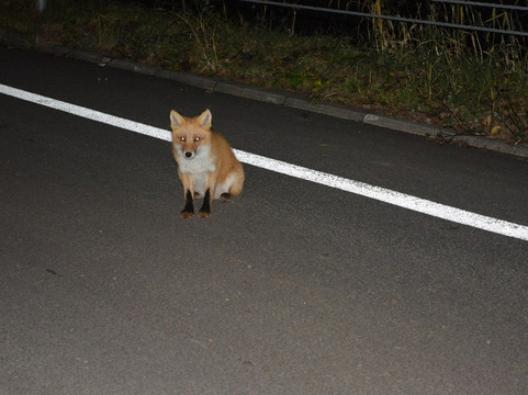 Poroto Swamp-滨中町必去景点