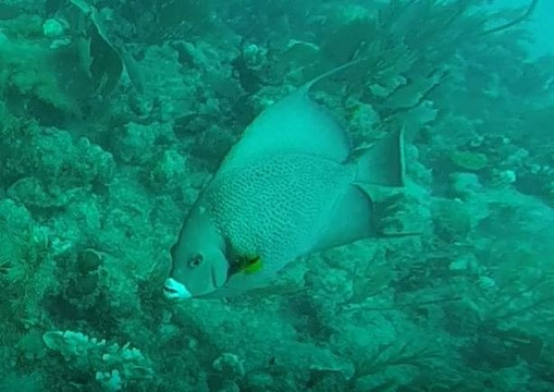 Dreamtime Dive Center-Mahahual必去景点