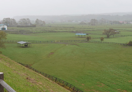 Thoroughbred Gina Parking Park-新冠町必去景点