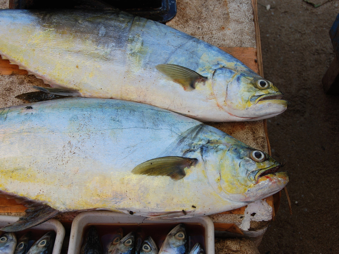 金巴兰鱼市场景点图片