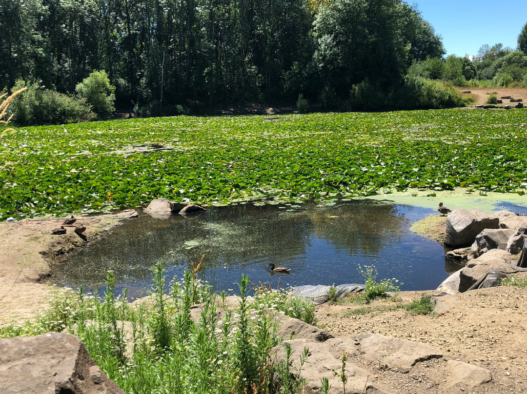 希尔斯伯勒旅游景点-Rood Bridge Park