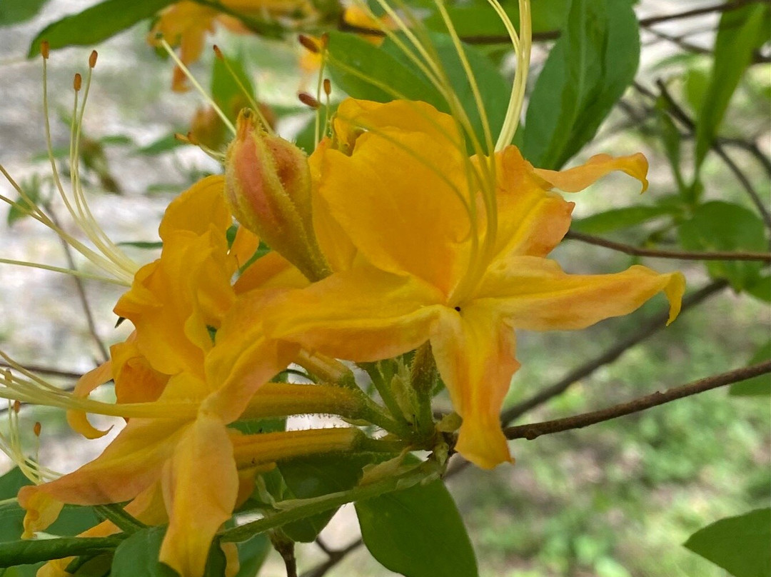 Corneille Bryan Native Garden