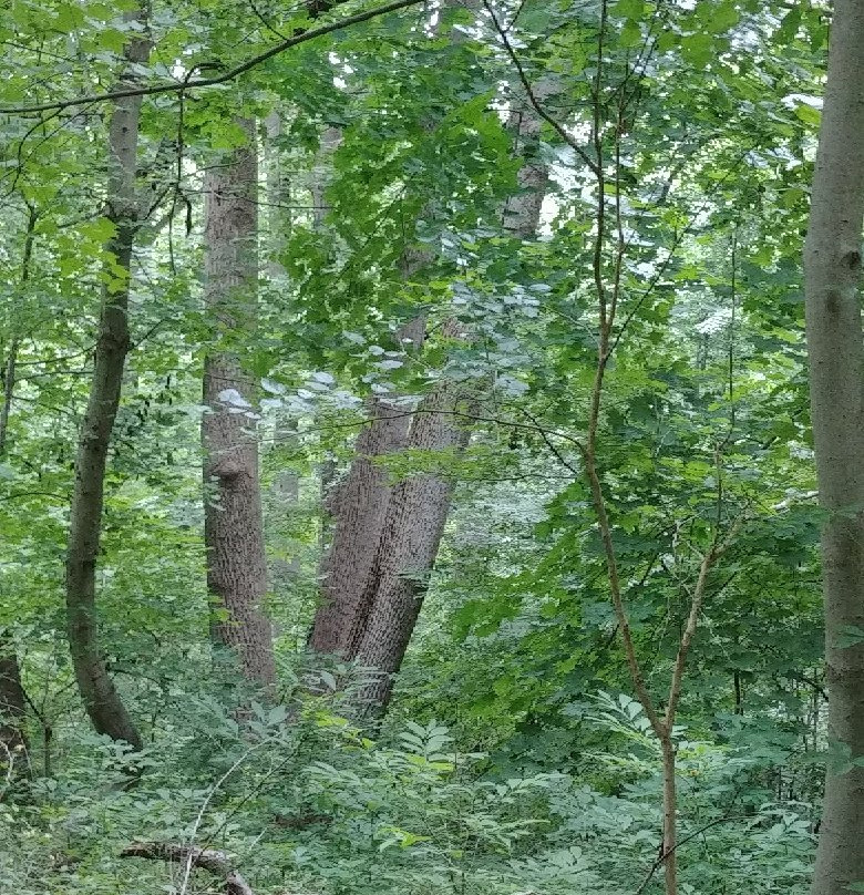 Oaklyn旅游攻略图片