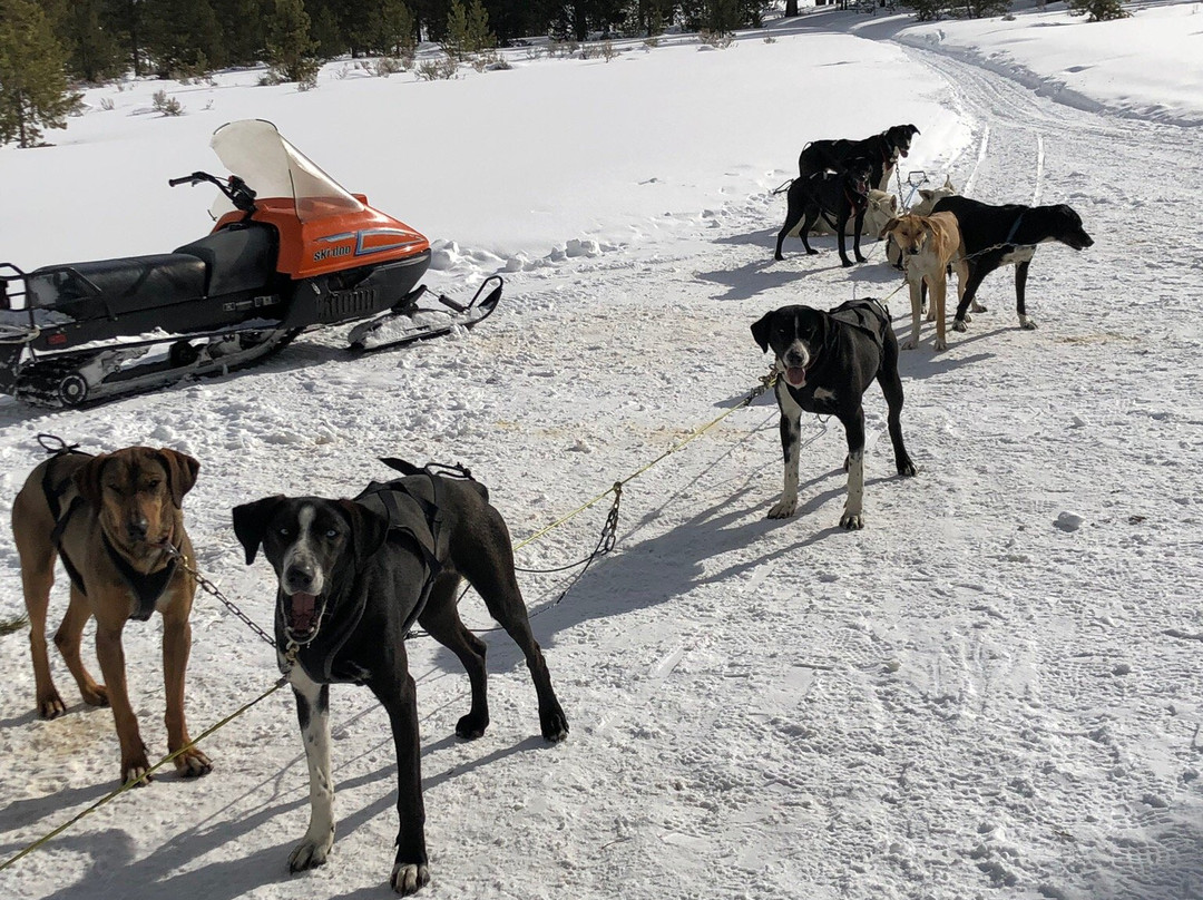 Yellowstone Dog Sled Adventures-西黄石镇必去景点