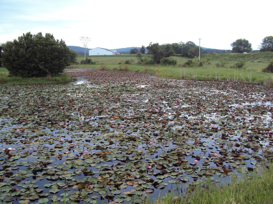 Lilypons Water Gardens景点图片