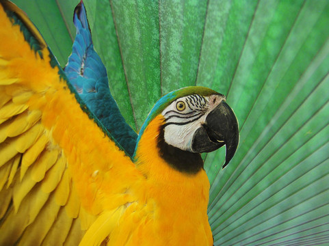 Nancy Forrester's Secret Garden-基韦斯特必去景点