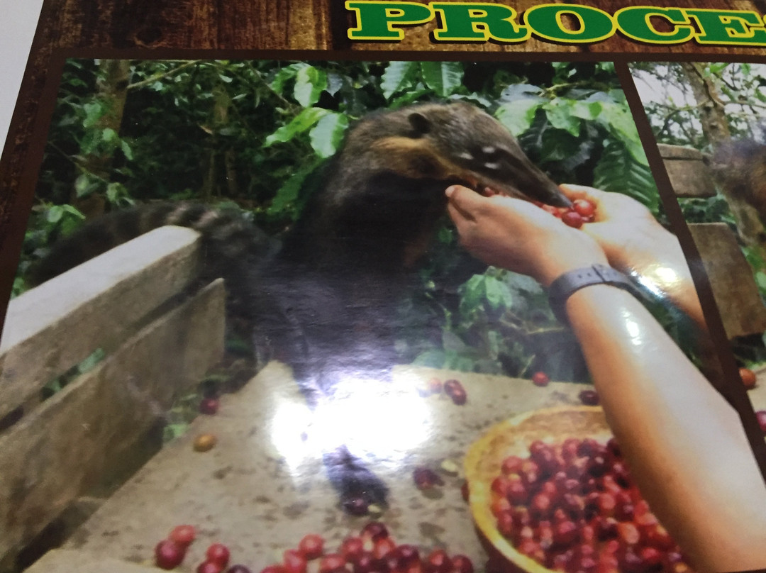 Selva Sur Coffee-Pucara必去景点