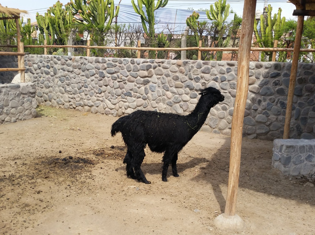 Incalpaca-阿雷基帕必去景点