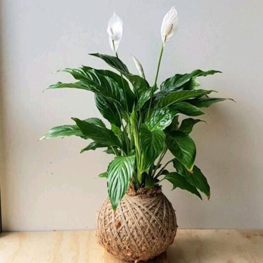 New Zealand Native Oils景点图片