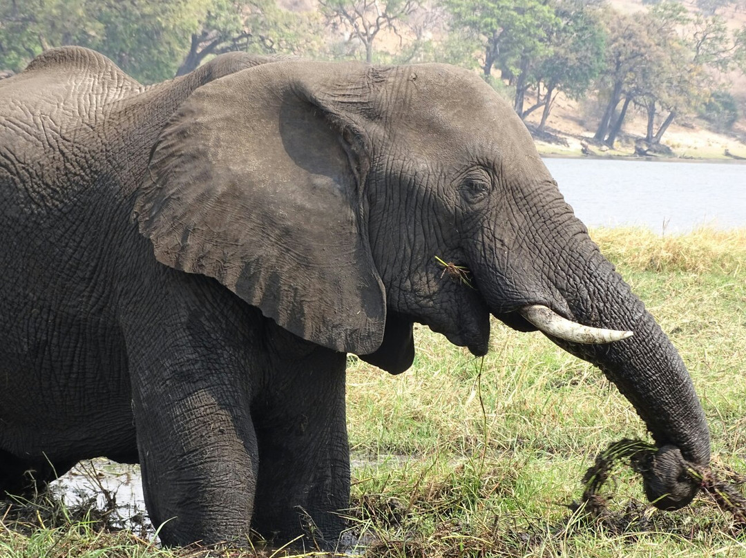 Arnolubi Safaris & Tours