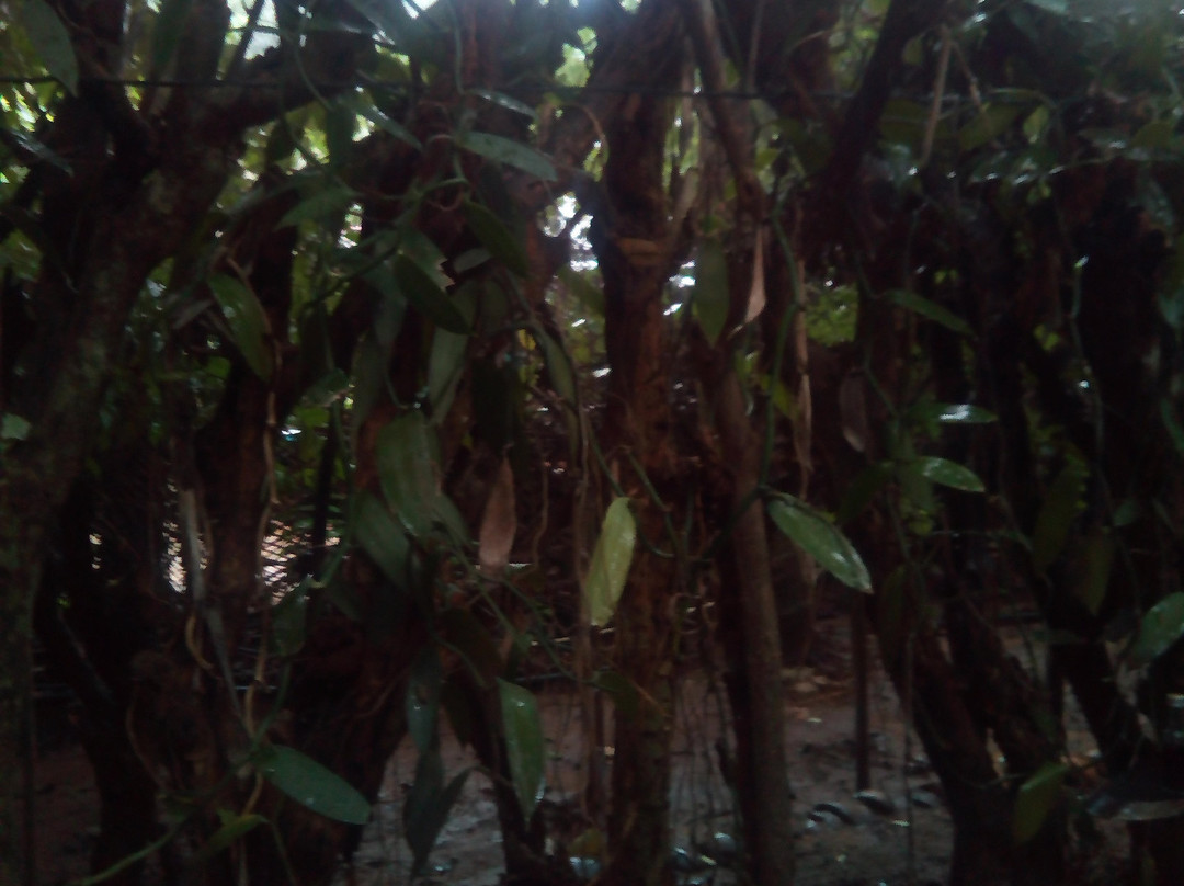 New Ranweli Spice Garden景点图片