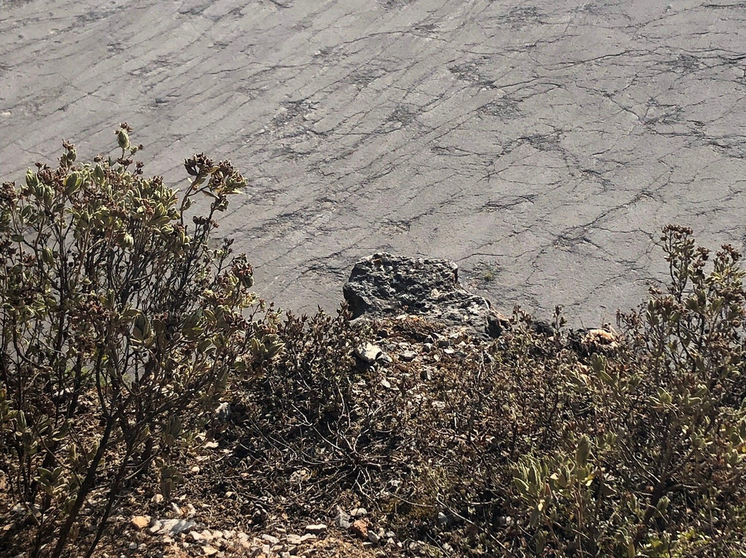 Natural Monument of the Dinosaur Footprints景点图片