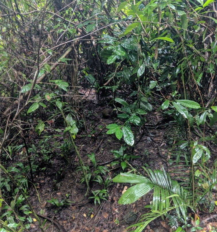 Pura Vida Tours & Transfers-哥斯达黎加安东尼奥国家公园必去景点