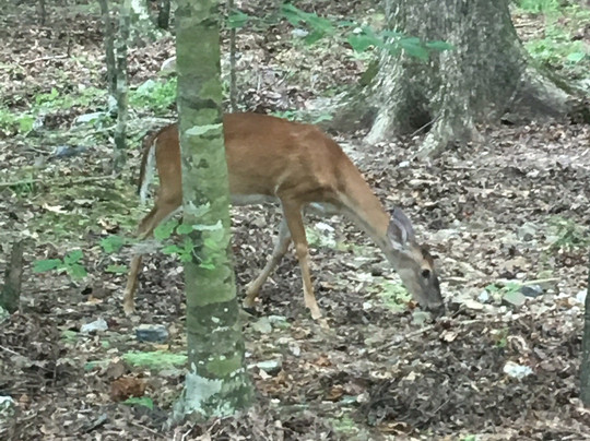 Shady Lake-Umpire必去景点
