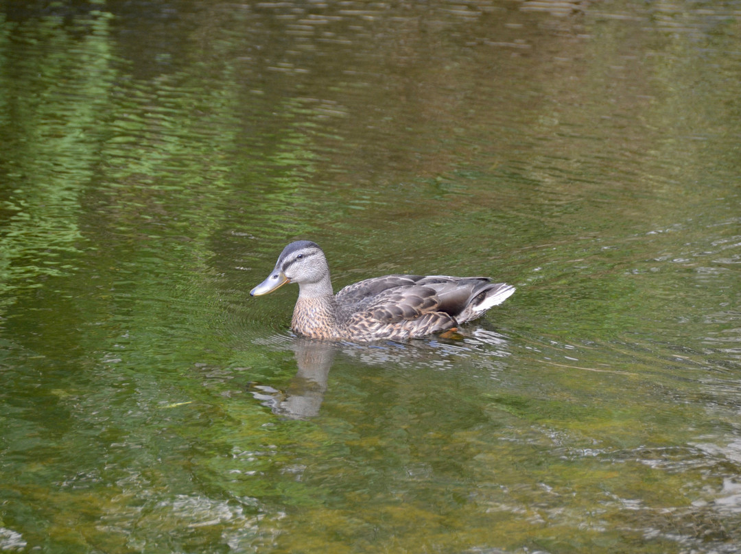 Eva Wardlaw Conservation Area-诺斯贝必去景点