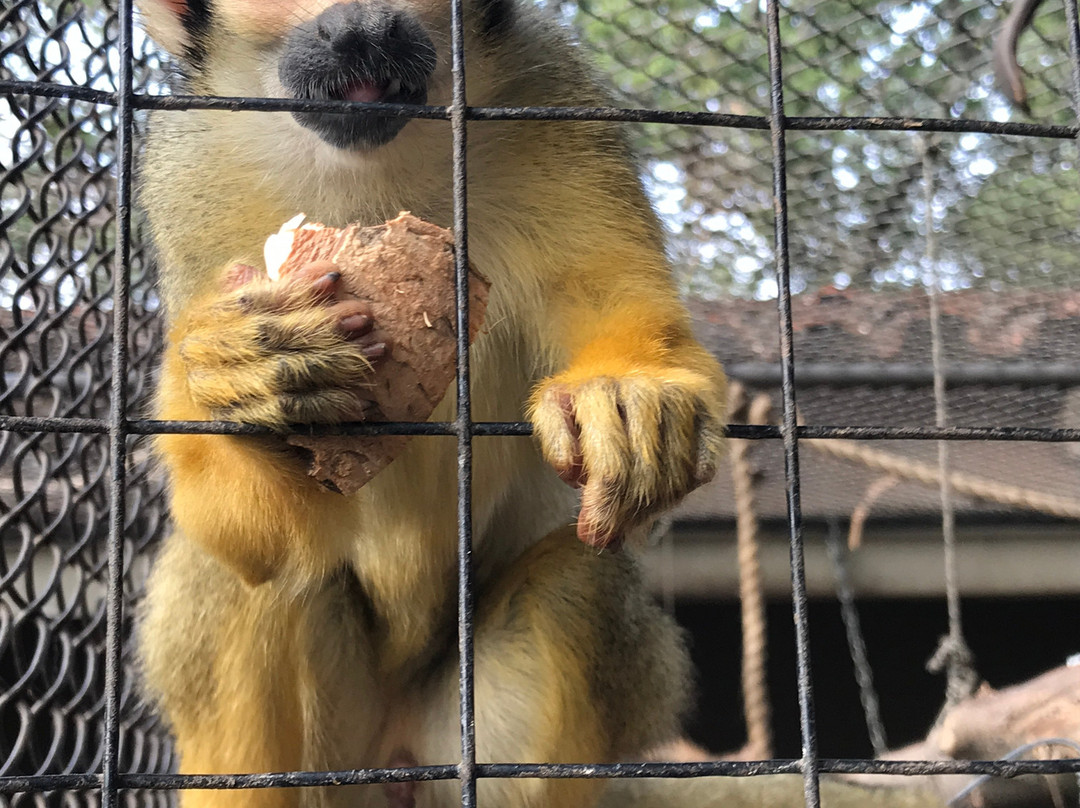 Zoológico Municipal de Fauna Sudamericana Noel Kempff Mercado-圣克鲁斯省必去景点