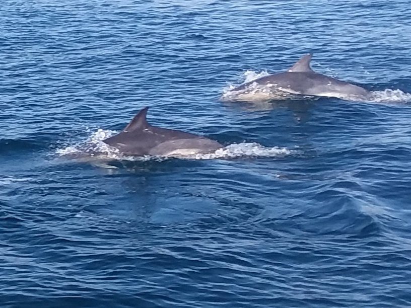 Diver's Eye Boat Trips-Stein必去景点