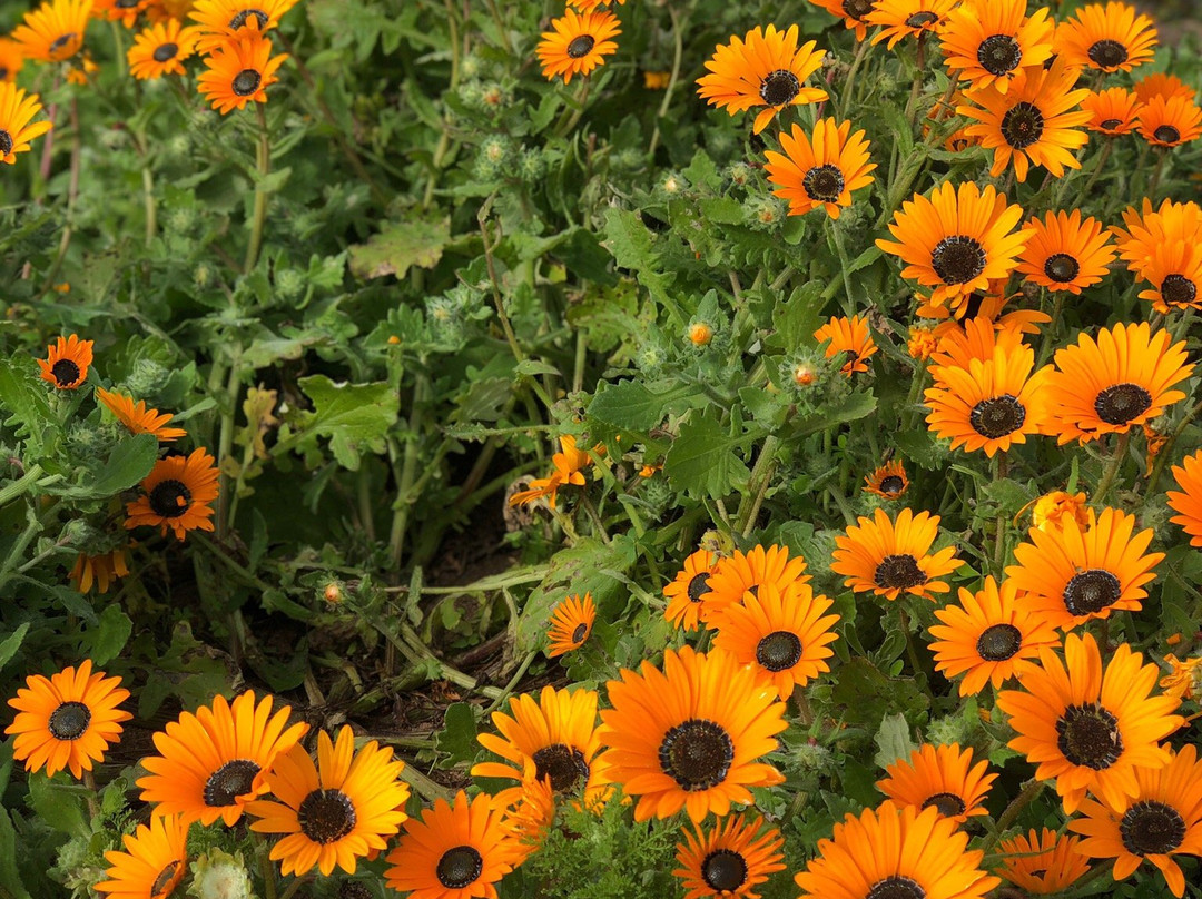 Cape Adventure Zone-开普敦中心区必去景点