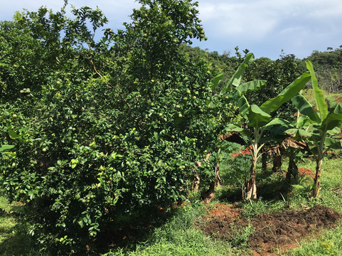 Tropical Organic Farm-Nuevo Chagres必去景点