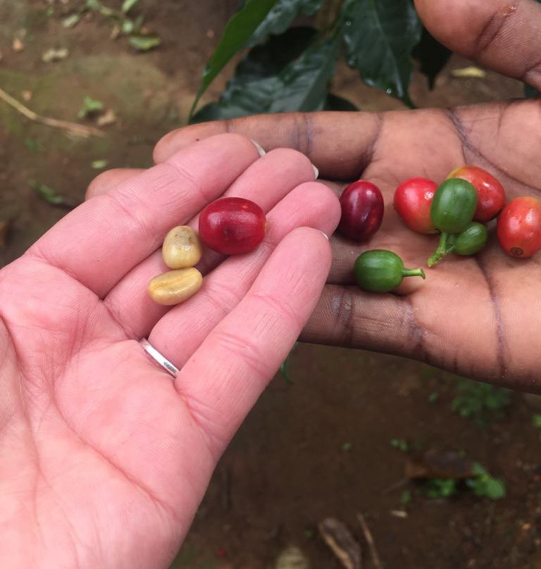 Usambara Tours-卢绍托必去景点