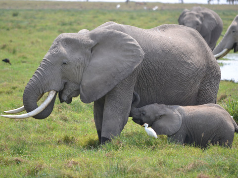 Siku Njema Tours and Safaris-蒙巴萨必去景点