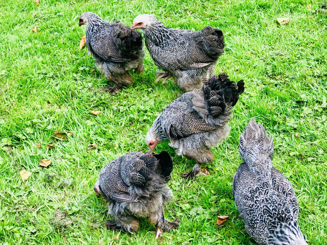 The Gobbett Rare Breeds Farm & Nursery景点图片