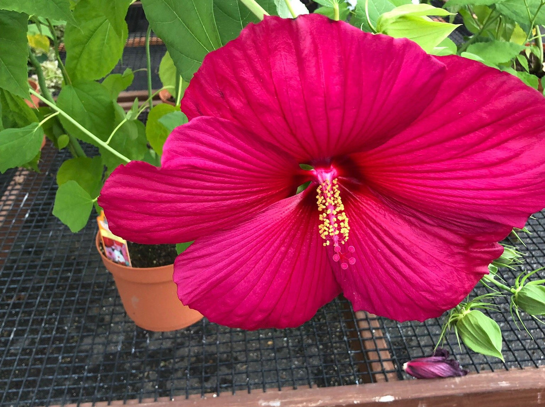 Cindy's-Kingsville必去景点