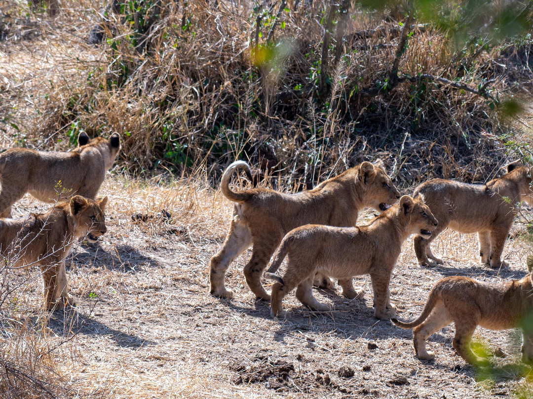 Honey Badger Safaris Kruger Tours-玛洛斯帕克必去景点