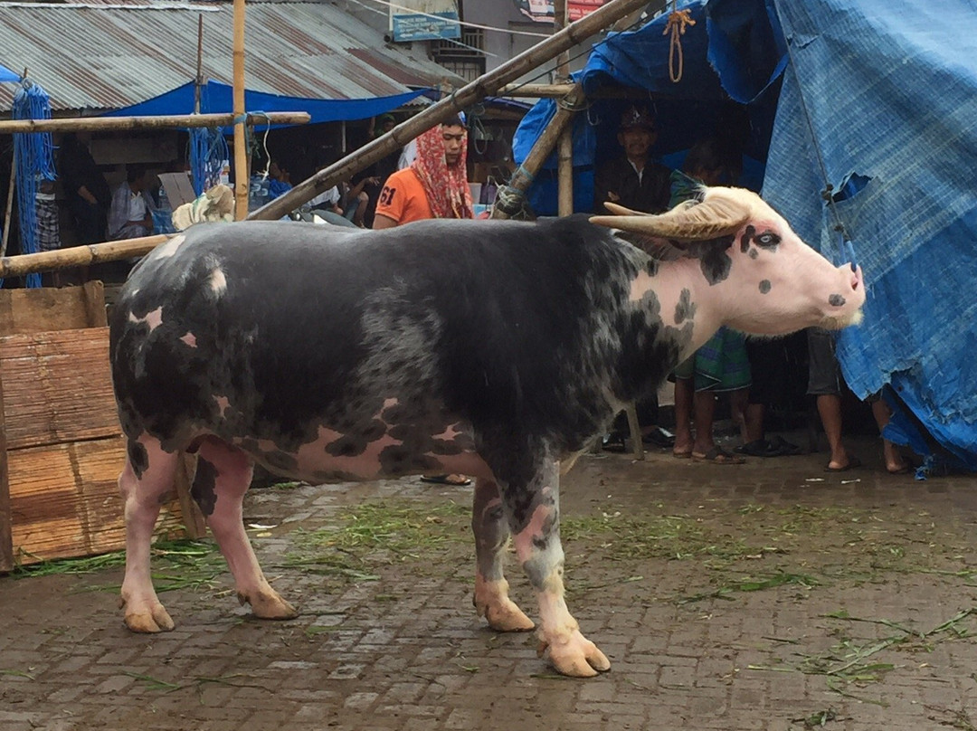 Rantepao Livestock Market景点图片